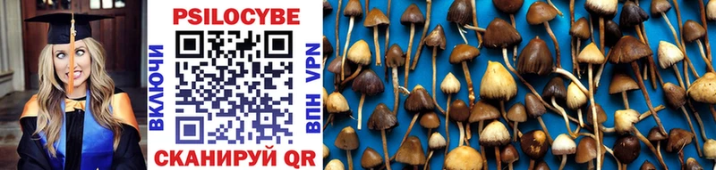 наркошоп Горячеводский Псилоцибиновые грибы Psilocybe